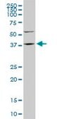 Monoclonal Anti-FAM50A antibody produced in mouse clone 5F10, purified immunoglobulin, buffered aqueous solution