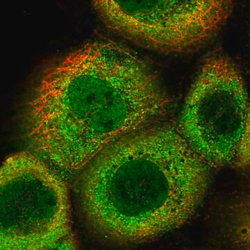 Anti-OAS2 antibody produced in rabbit Prestige Antibodies&#174; Powered by Atlas Antibodies, affinity isolated antibody