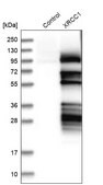 Anti-XRCC1 antibody produced in rabbit Prestige Antibodies&#174; Powered by Atlas Antibodies, affinity isolated antibody, buffered aqueous glycerol solution