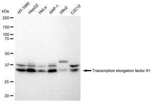 Anti Transcription elongation factor A1 Antibody, clone 23GB2330, Rabbit Monoclonal clone 23GB2330, recombinant rabbit monoclonal, expressed in HEK293 cells