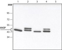 Anti-VASP (C-terminal) antibody produced in rabbit ~1.5 mg/mL, affinity isolated antibody, buffered aqueous solution