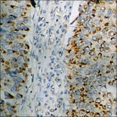Anti-phospho-CD50/ICAM-3 (pSer518) antibody produced in rabbit affinity isolated antibody