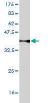 Monoclonal Anti-TLR5 antibody produced in mouse clone 3E4, purified immunoglobulin, buffered aqueous solution