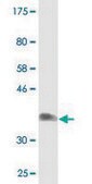 Monoclonal Anti-NDST3 antibody produced in mouse clone 3A9, purified immunoglobulin, buffered aqueous solution
