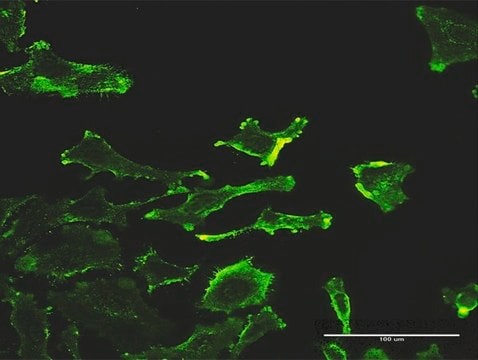 Monoclonal Anti-SH2D3C antibody produced in mouse clone 2B4, purified immunoglobulin, buffered aqueous solution