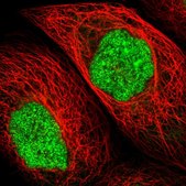 Anti-UPP2 antibody produced in rabbit Prestige Antibodies® Powered by Atlas Antibodies, affinity isolated antibody, buffered aqueous glycerol solution