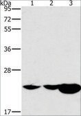 Anti-HRASLS2 antibody produced in rabbit affinity isolated antibody