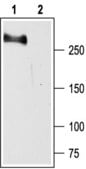 Anti-Sodium Channel, Brain Type II (α Subunit) antibody produced in rabbit affinity isolated antibody, lyophilized powder