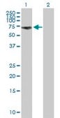 Anti-GGA1 antibody produced in mouse purified immunoglobulin, buffered aqueous solution