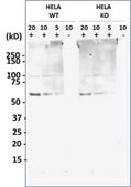 [KO Validated]Anti-Presenilin 1 antibody produced in rabbit [Knockout Validated],purified polyclonal antibody, buffered aqueous solution