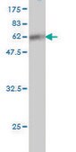 Monoclonal Anti-SUPT3H antibody produced in mouse clone 1A6, ascites fluid
