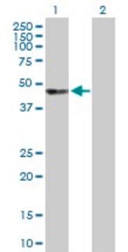 Anti-UBASH3A antibody produced in rabbit purified immunoglobulin, buffered aqueous solution