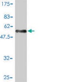 Monoclonal Anti-SH3BGR antibody produced in mouse clone 3B7, purified immunoglobulin, buffered aqueous solution