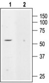 Anti-Potassium Channel TASK-2 antibody produced in rabbit affinity isolated antibody, lyophilized powder
