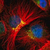 Anti-EAPP antibody produced in rabbit Prestige Antibodies&#174; Powered by Atlas Antibodies, affinity isolated antibody, buffered aqueous glycerol solution
