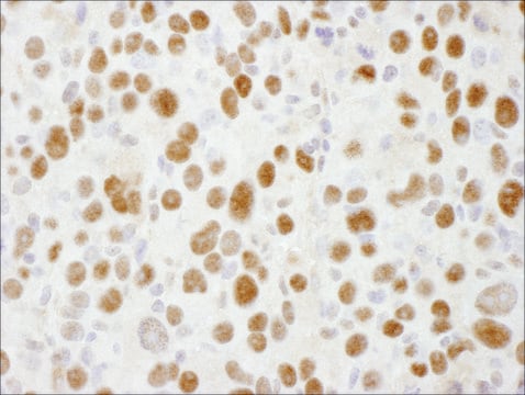 Goat anti-Sp1 Antibody, Affinity Purified Powered by Bethyl Laboratories, Inc.