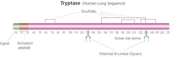 类胰蛋白酶 来源于人类肺 buffered aqueous solution, &#8805;5&#160;units/mg protein