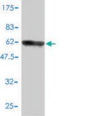 Monoclonal Anti-RNASEH2A antibody produced in mouse clone 3G5-F5, purified immunoglobulin, buffered aqueous solution