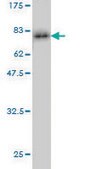 Monoclonal Anti-CASP9 antibody produced in mouse clone 3B8-4G2, purified immunoglobulin, buffered aqueous solution