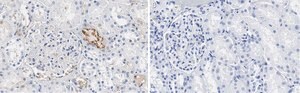 Anti-PEDF (SERPIN F1) Antibody, clone 2C16 ZooMAb&#174; Rabbit Monoclonal recombinant, expressed in HEK 293 cells