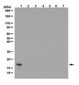 ChIPAb+ Monomethyl-Histone H3 (Lys36) - ChIP Validated Antibody and Primer Set from rabbit, purified by affinity chromatography
