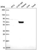 Anti-COG7 antibody produced in rabbit Prestige Antibodies&#174; Powered by Atlas Antibodies, affinity isolated antibody