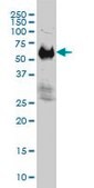 Monoclonal Anti-IFRD2 antibody produced in mouse clone 1A4-1G1, purified immunoglobulin, buffered aqueous solution