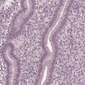 Anti-FAM71A antibody produced in rabbit Prestige Antibodies&#174; Powered by Atlas Antibodies, affinity isolated antibody, buffered aqueous glycerol solution