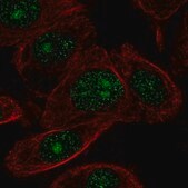 Anti-ZNF692 antibody produced in rabbit Prestige Antibodies&#174; Powered by Atlas Antibodies, affinity isolated antibody
