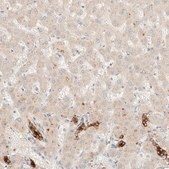 Anti-SARM1 antibody produced in rabbit Prestige Antibodies® Powered by Atlas Antibodies, affinity isolated antibody, buffered aqueous glycerol solution, Ab2
