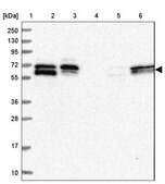 Anti-FAM126B antibody produced in rabbit Prestige Antibodies® Powered by Atlas Antibodies, affinity isolated antibody, buffered aqueous glycerol solution
