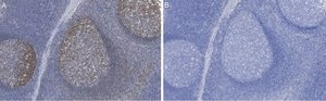 Anti-Rb Antibody, clone 2M15 ZooMAb&#174; Rabbit Monoclonal recombinant, expressed in HEK 293 cells