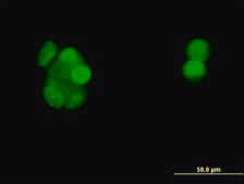 Monoclonal Anti-PGR antibody produced in mouse clone 3E11, purified immunoglobulin, buffered aqueous solution