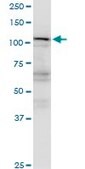 Monoclonal Anti-RANBP5 antibody produced in mouse clone 1C4, purified immunoglobulin, buffered aqueous solution