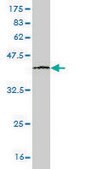 Monoclonal Anti-IRX3 antibody produced in mouse clone 3E7, purified immunoglobulin, buffered aqueous solution