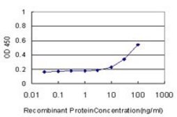 ANTI-MEF2A antibody produced in mouse clone 1A7, purified immunoglobulin, buffered aqueous solution