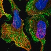 Anti-DXO antibody produced in rabbit Prestige Antibodies&#174; Powered by Atlas Antibodies, affinity isolated antibody, buffered aqueous glycerol solution