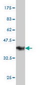 Monoclonal Anti-FAM50A antibody produced in mouse clone 5F10, purified immunoglobulin, buffered aqueous solution