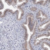 Anti-EVA1C antibody produced in rabbit Prestige Antibodies® Powered by Atlas Antibodies, affinity isolated antibody, buffered aqueous glycerol solution