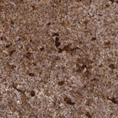 Anti-IFI30 antibody produced in rabbit Prestige Antibodies&#174; Powered by Atlas Antibodies, affinity isolated antibody, buffered aqueous glycerol solution