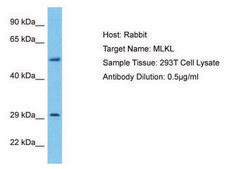 Anti-MLKL affinity isolated antibody
