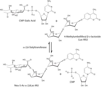 &#945;-2,6-Sialyltransferase from Photobacterium damsela recombinant, expressed in E. coli BL21, &#8805;5&#160;units/mg protein