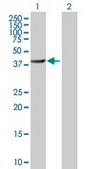 Anti-BHMT2 antibody produced in mouse IgG fraction of antiserum, buffered aqueous solution