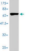 Monoclonal Anti-GAPDHS antibody produced in mouse clone 2E3-2E10, purified immunoglobulin, buffered aqueous solution