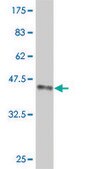 ANTI-FOXM1 antibody produced in mouse clone 2H4, purified immunoglobulin, buffered aqueous solution