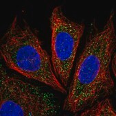 Anti-IRGQ antibody produced in rabbit Prestige Antibodies&#174; Powered by Atlas Antibodies, affinity isolated antibody