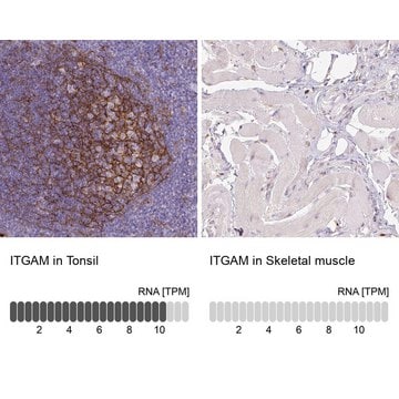 Monoclonal Anti-ITGAM antibody produced in mouse Prestige Antibodies&#174; Powered by Atlas Antibodies, clone CL1719, purified immunoglobulin, buffered aqueous glycerol solution