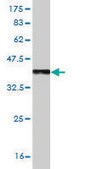 Monoclonal Anti-TLR7 antibody produced in mouse clone 2C9, purified immunoglobulin, buffered aqueous solution