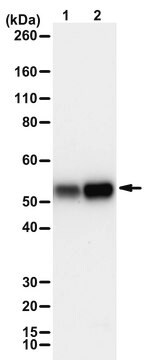 Anti-Acetyl-Miro1 (Lys 105)