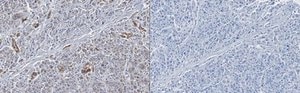 Anti-GOLM1 Antibody, clone 6A2 clone 6A2, from mouse